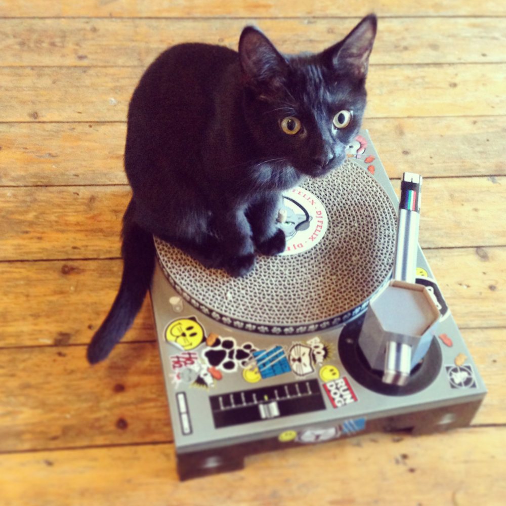 A cat sitting on a record player