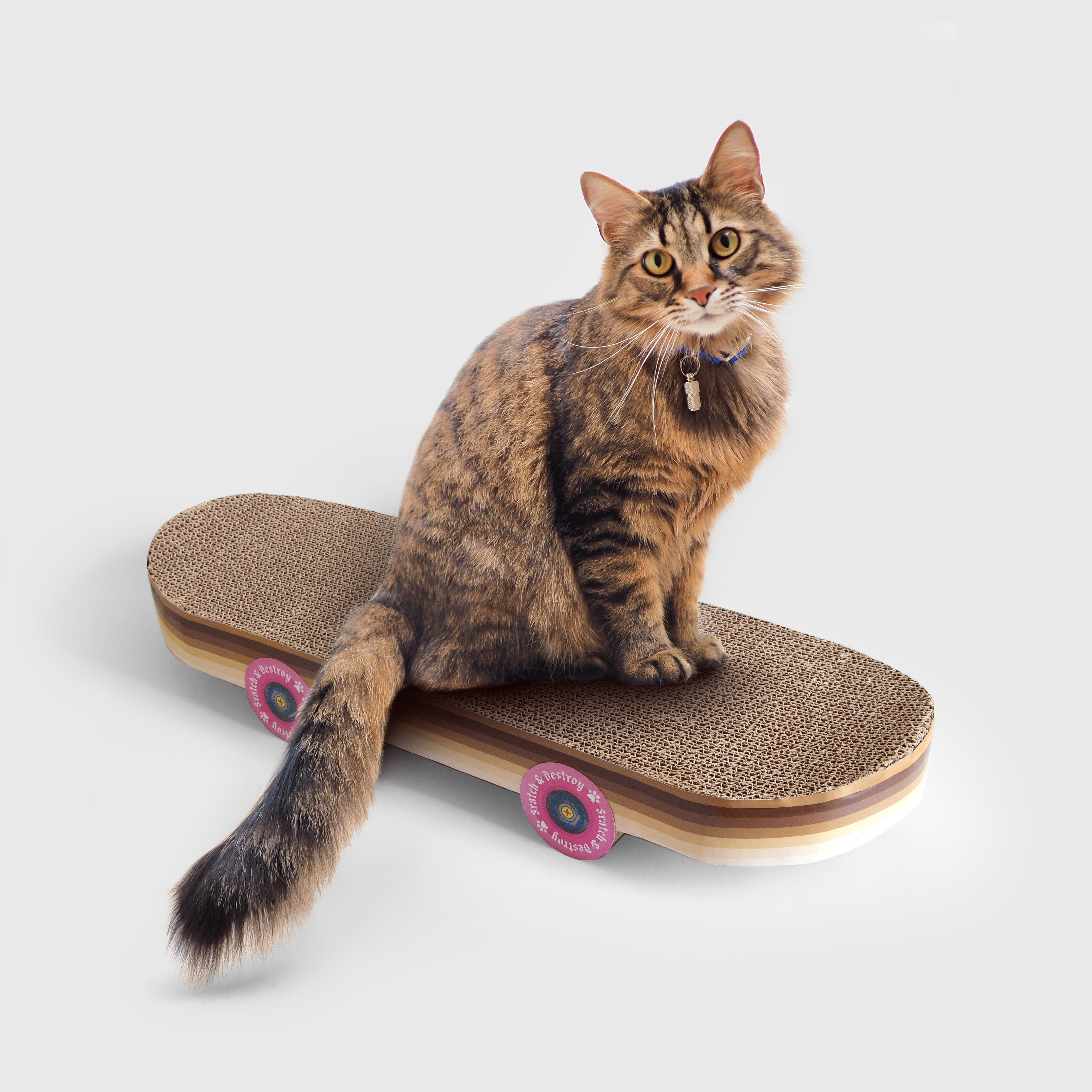 Cardboard scratching skateboard for cats
