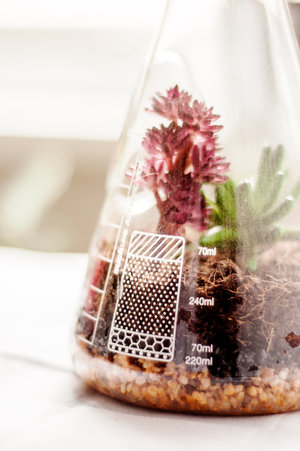 Chemistry flask terrarium for growing small plants in their own ecosystem.