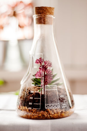 conical lab flask mini greenhouse with succulents.
