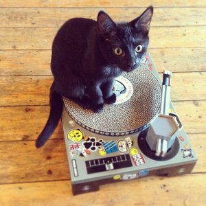 Cute black cat sitting on a record player
