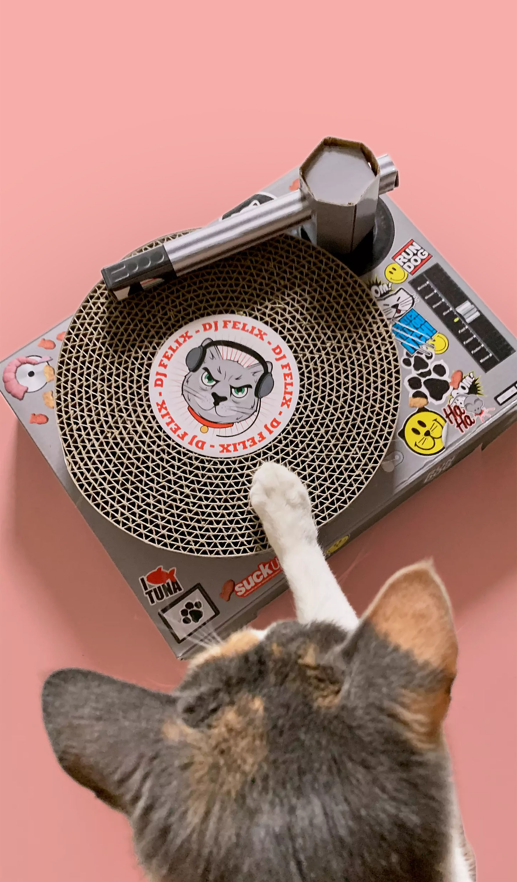 Cat DJ Scratching Decks