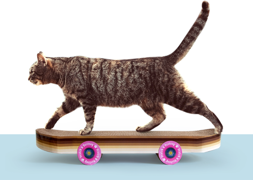 Cat on cardboard scratching skateboard