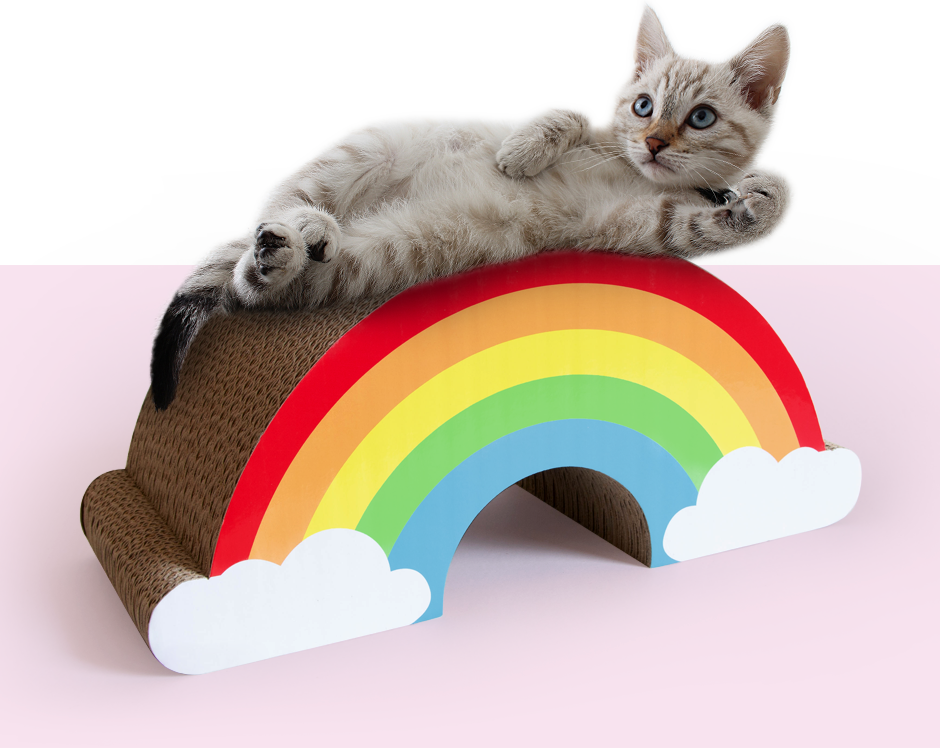 Cat on cardboard scratching rainbow
