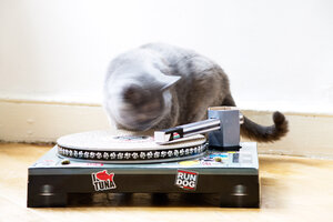 DJing Cat