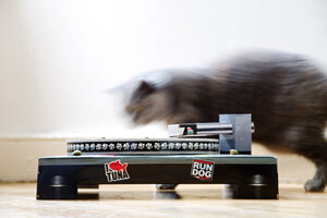 Hey! Cat DJ!