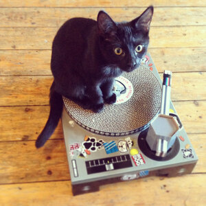 Cat on a turntable