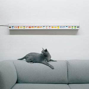 Slide Light and Grey Cat