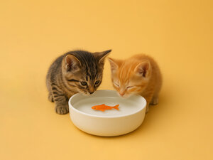 kittens cats goldfish bowl