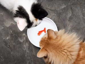  cats goldfish bowl