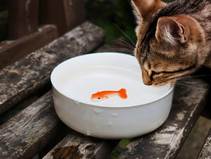cat goldfish bowl