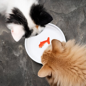 Cat Bowl with fish