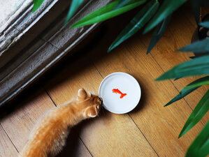 kitten cat goldfish bowl