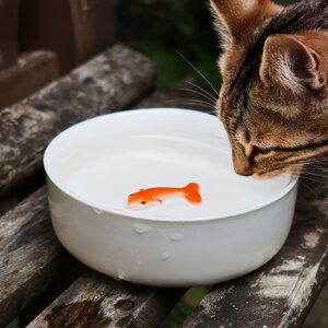 Cat Bowl with fish