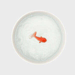 cat water bowl goldfish