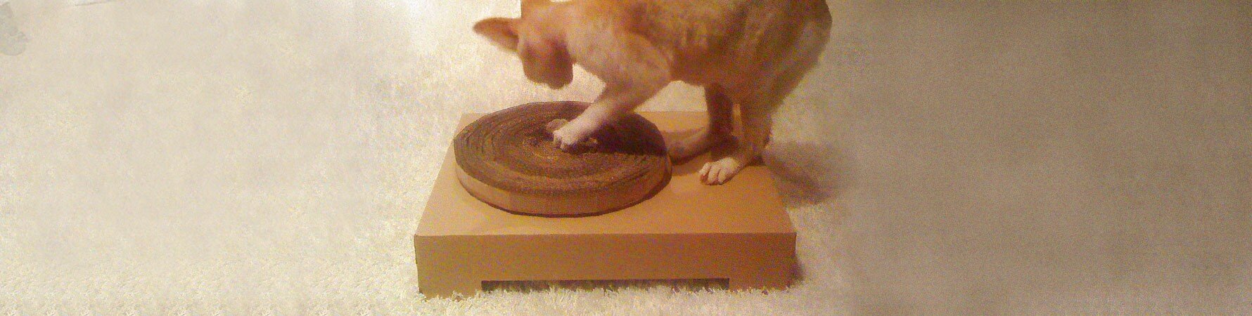Jules Biddulph’s cat testing the early cardboard model of the Suck UK Cat Scratch Turntable, the playful prototype that inspired the final product.