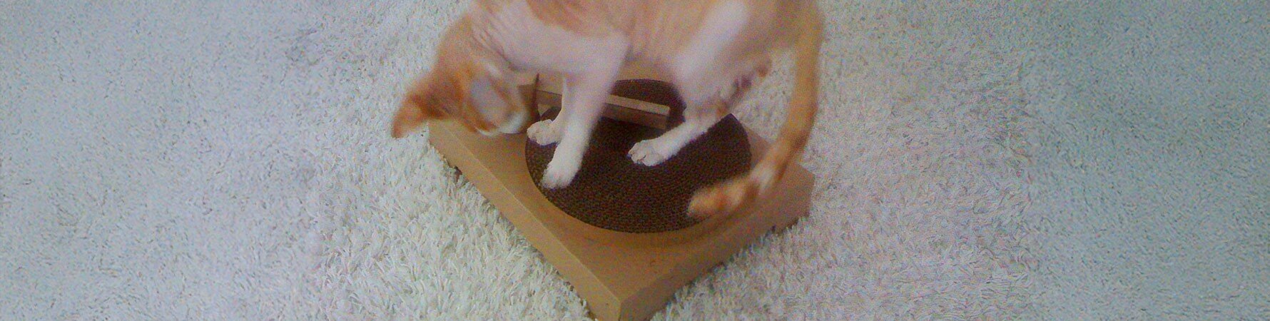 Jules Biddulph’s cat interacting with an early cardboard prototype of the Suck UK Cat Scratch Turntable, the original inspiration behind the viral design.