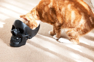 unique skull things to buy for pets