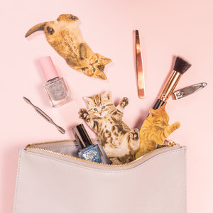 Cute Cats that fit in your purse