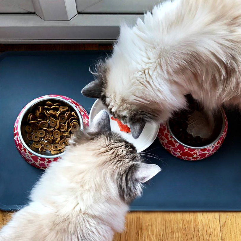 Cats drinking goldfish