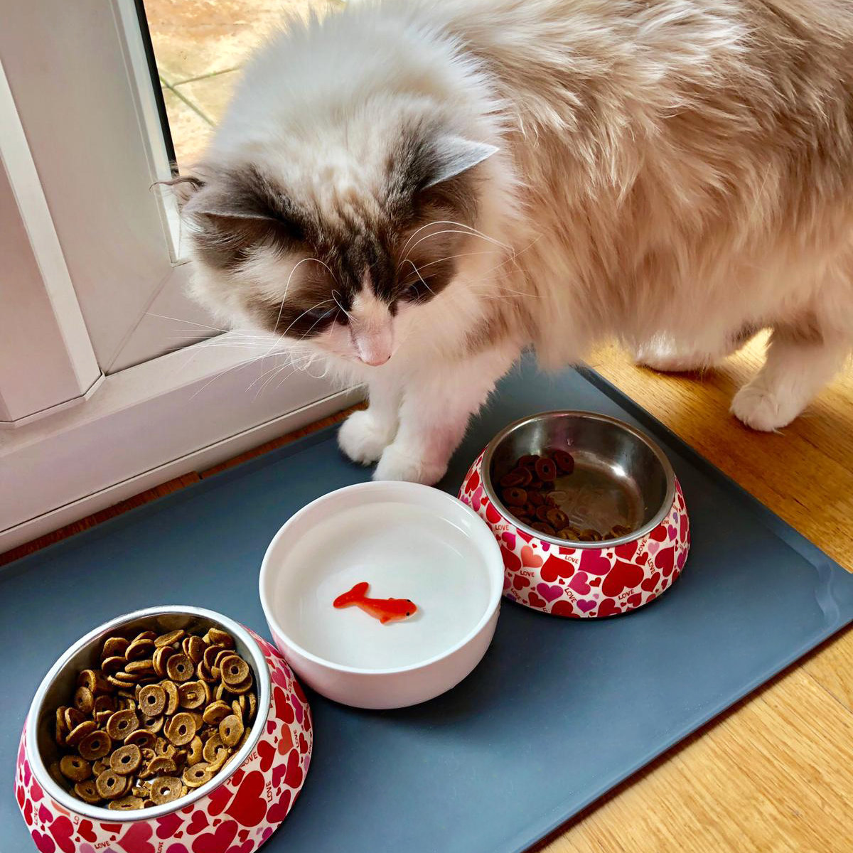 Cat Bowl with fish