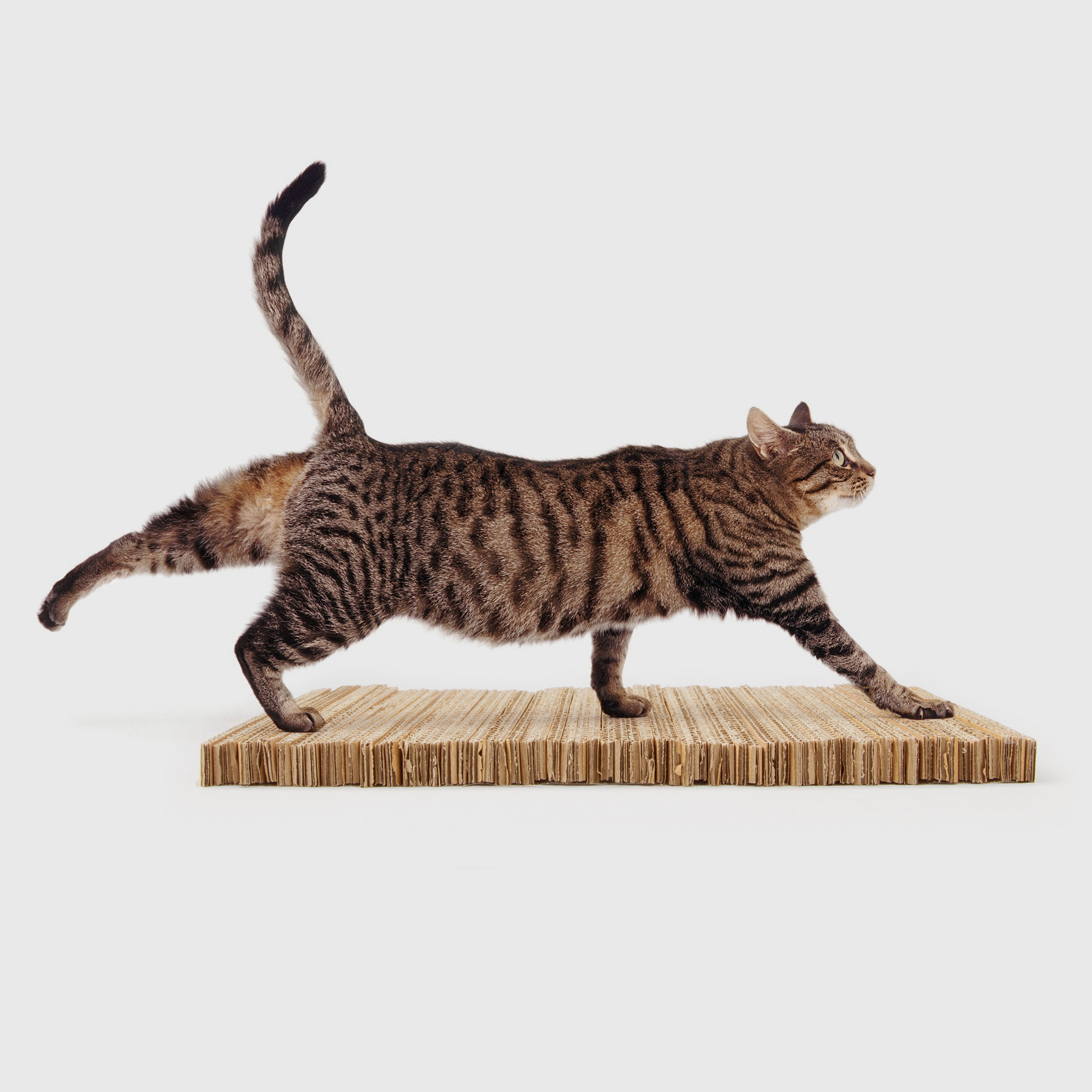 cat scratcher mat