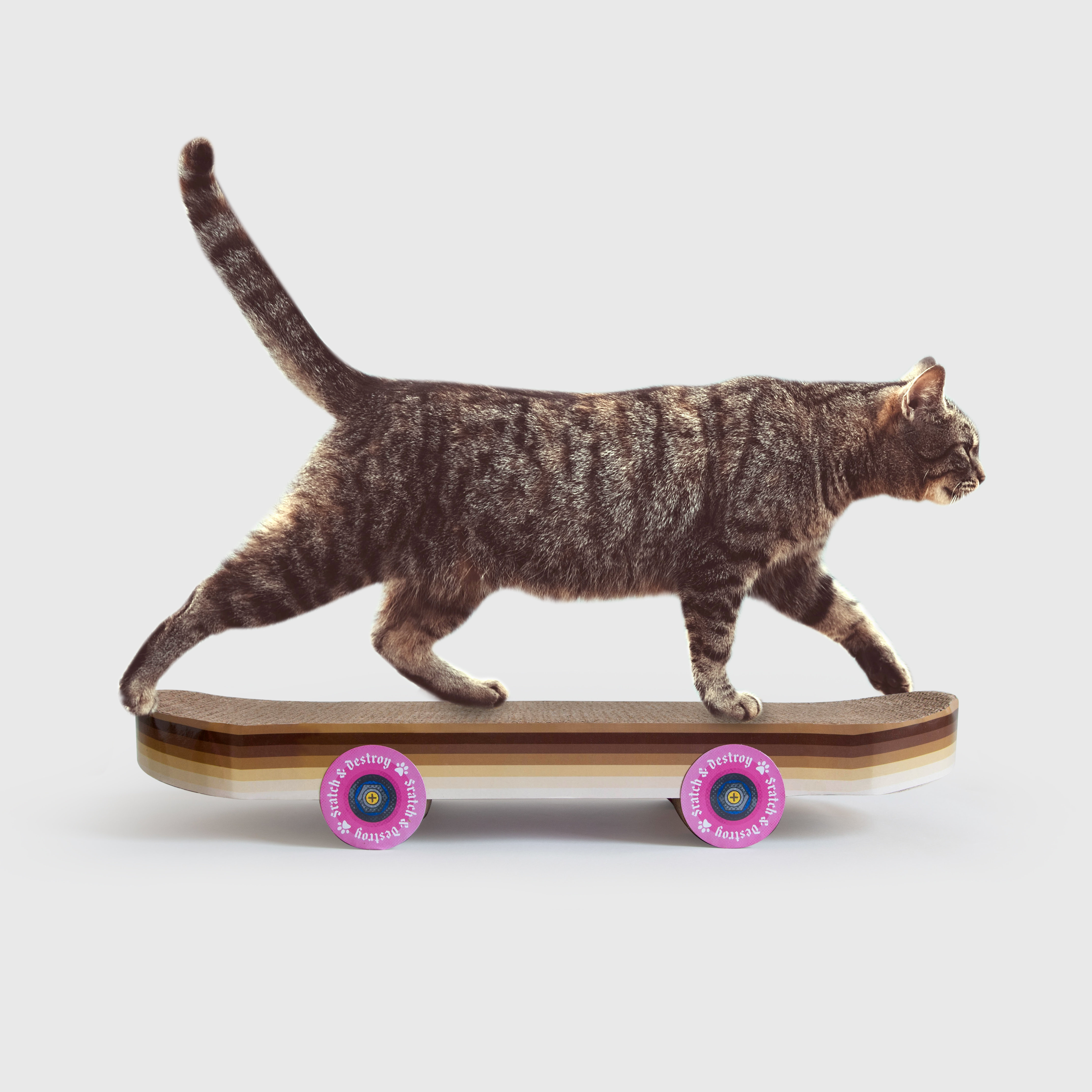 Skateboarding cat