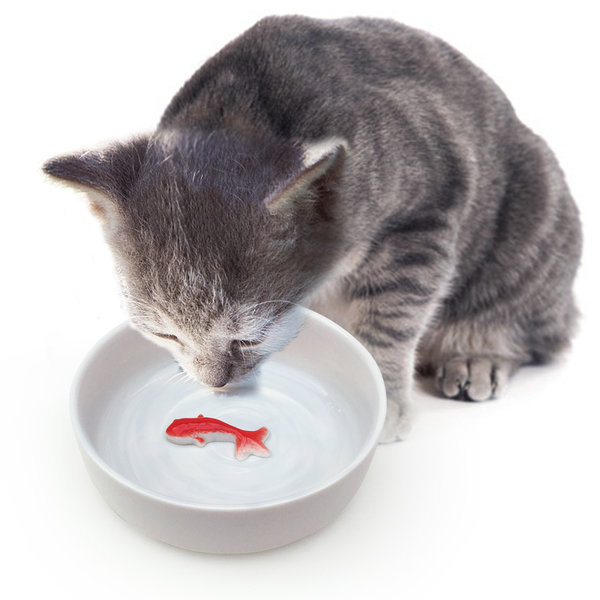 Goldfish Pet Bowl Play a practical joke on your cat.