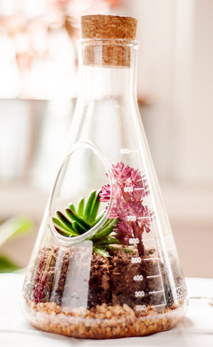 Conical lab flask terrarium