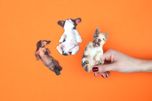 Dog shaped natural nail files